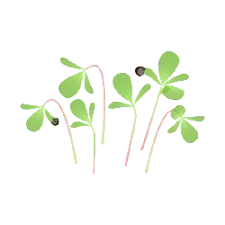 Pea Shoots - Free PNG
