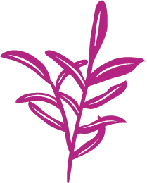 Pink Plant Branch - line drawing - High Resolution PNG