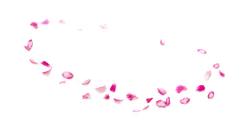 Pink Petals - Lossless PNG - pink
