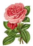 Rose - Free Download PNG - No Watermark PNG