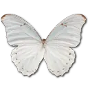 White Butterfly - nature - Transparent Layer PNG