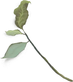 Leaf - No Watermark PNG - leaf