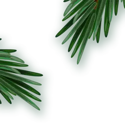 Pine Needles - branch - No Watermark PNG