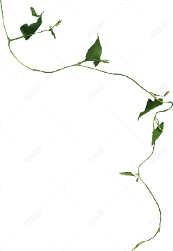 Climbing Vine - stem - PNG Images