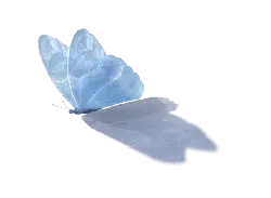 Blue Butterfly - Designer Recommended PNG