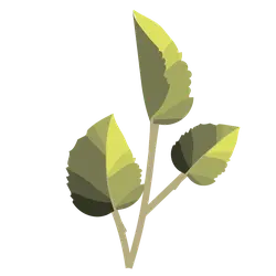 Leaf - growth - branch - Transparent Background PNG