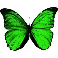 Green Butterfly - Free Download PNG