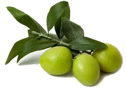 Olive - healthy - High Resolution PNG