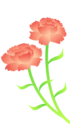 Carnation - plant - flowers - Free Download PNG