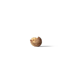 Walnut Kernel - nut - Curated PNG