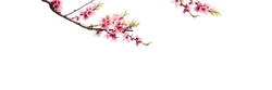 Peach Blossom - Transparent Background PNG - branch
