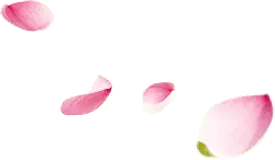 Petals - light - natural - Transparent Background PNG