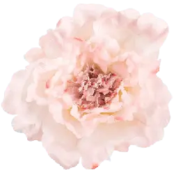 Pink Flower - High Quality PNG - pink