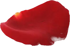 Rose Petal - High Download Count PNG