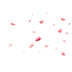Pink Petals Falling - flower - petal - PNG