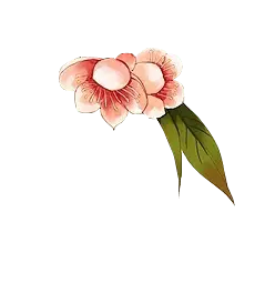 Peach Blossom - No Background PNG - High Resolution PNG