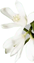 White Flower - Transparent Background PNG