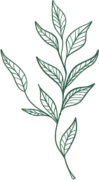 Green Plant Branch - line drawing - leaves - Free PNG