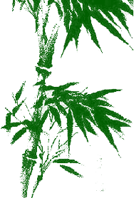 Cannabis - leaves - Free Download PNG