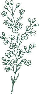 Flower Branch - Free for Commercial Use PNG