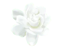 White Rose - plant - PNG Images