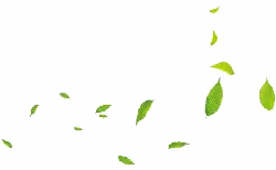 Leaves Falling - falling - Highly Rated PNG