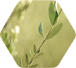 Olive Tree - branch - High Resolution PNG