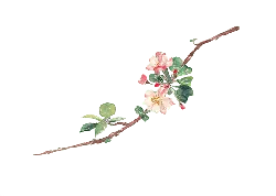 Peach Blossom Branch - Designer's Pick PNG