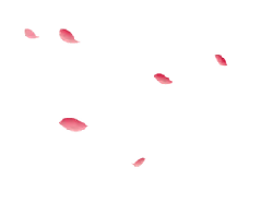 Pink Petals - flower - lightweight - High Resolution PNG