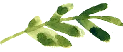 Watercolor Leaf - nature - Highly Rated PNG