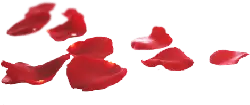 Rose Petals - love - Free for Commercial Use PNG