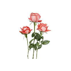 Free PNG - Red Rose - flower