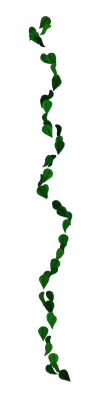 Green Vine - growth - Designer's Pick PNG
