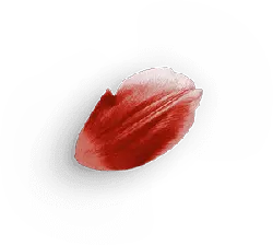 Petals - red - plant - High Resolution PNG