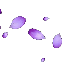 Purple Petals - purple - PNG Images