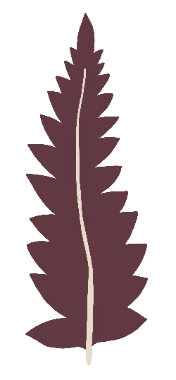 Feather - elegant - nature - Free Download PNG