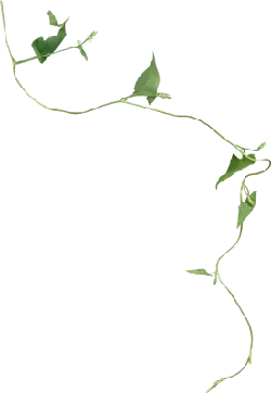 Morning Glory Vine - growth - PNG Images