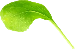 Spinach Leaf - plant - Transparent Layer PNG