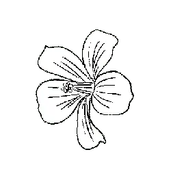 White Flower - simple - line - PNG