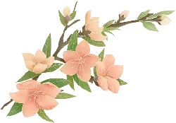 Peach Blossom Branch - plant - Transparent Layer PNG