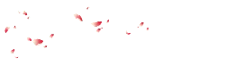 Cherry Blossom Petals Falling - petal - High Quality PNG