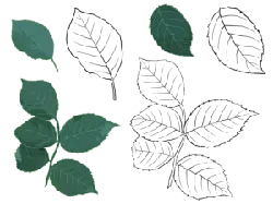 Green Leaves - branch - Fast Download PNG