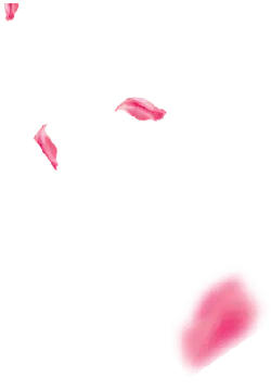 Pink Petals - Designer's Pick PNG - background
