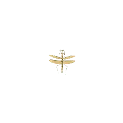 Dragonfly - black background - High Resolution PNG
