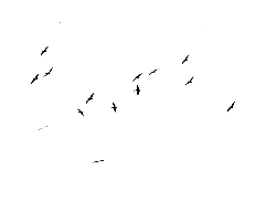 bird - Black Owl - Free for Commercial Use PNG - Pic 4