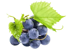 Grapes - purple - Transparent Background PNG