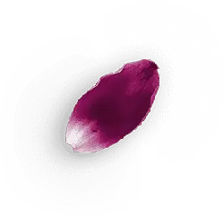 Petals - leaves - No Background PNG