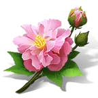 Peony - plant - Free PNG