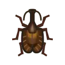 Brown Beetle - shell - Transparent Background PNG