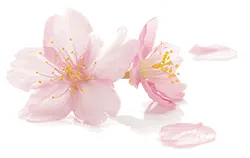 Cherry Blossom - beautiful - Transparent Background PNG